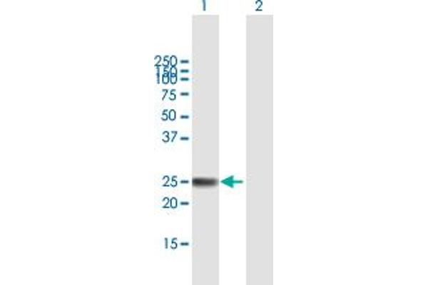 ARL4A antibody  (AA 1-200)