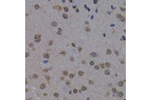 Immunohistochemistry of paraffin-embedded mouse brain using POLR2L antibody at dilution of 1:200 (400x lens). (POLR2L antibody)