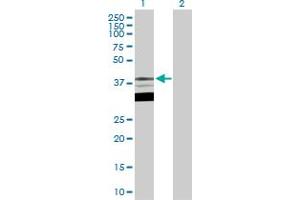 Western Blot analysis of TFAP4 expression in transfected 293T cell line by TFAP4 MaxPab polyclonal antibody. (TFAP4 antibody  (AA 1-338))