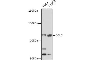 Western blot analysis of extracts of various cell lines, using GCLC Rabbit mAb (ABIN1680604, ABIN3018993, ABIN3018994 and ABIN7101696) at 1:1000 dilution. (GCLC antibody)