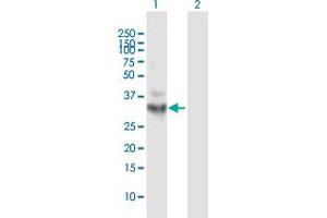 Western Blot analysis of OGG1 expression in transfected 293T cell line by OGG1 MaxPab polyclonal antibody. (OGG1 antibody  (AA 1-324))