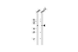 All lanes : Anti-CERS2 Antibody (Center) at 1:2000 dilution Lane 1: Hela whole cell lysate Lane 2: HepG2 whole cell lysate Lysates/proteins at 20 μg per lane. (Ceramide Synthase 2 antibody  (AA 137-168))