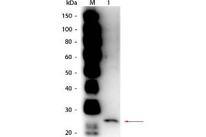 Western Blot of Goat anti-Papain Antibody Peroxidase Conjugated. (Papain antibody (HRP))