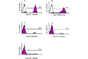 Immunofluorescent Staining: Human peripheral blood mononuclear cells were labeled with either Mouse anti-Human CD3 (IgG1) (A), anti-Human CD5 (IgG2a) (B), anti-Human CD22 (IgG2b) (C), anti-Human IgD (IgG3) (D) or anti-Human CD57 (IgM) (E). (Goat anti-Mouse IgA, IgG, IgM Antibody (PE))