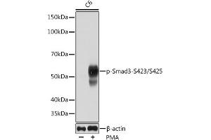 Western blot analysis of extracts of C6 cells, using Phospho-Smad3-S423/S425 Rabbit mAb (ABIN6135336, ABIN6136288, ABIN6136289 and ABIN7101886) at 1:1000 dilution. (SMAD3 antibody  (pSer423, pSer425))