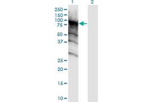 Western Blot analysis of DDX4 expression in transfected 293T cell line by DDX4 monoclonal antibody (M06), clone 3D5.