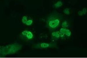 Anti-ARNT mouse monoclonal antibody (ABIN2452786) immunofluorescent staining of COS7 cells transiently transfected by pCMV6-ENTRY ARNT (RC216724). (ARNT antibody)