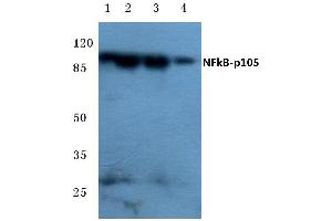 Western blot (WB) analysis of NFκB-p105 antibody at 1/500 dilution (NFKB1 antibody)