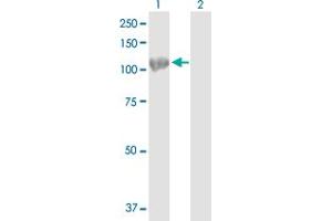 Western Blot analysis of HSPA4 expression in transfected 293T cell line by HSPA4 MaxPab polyclonal antibody. (HSPA4 antibody  (AA 1-840))