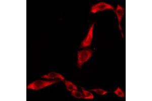 ABIN6276277 staining Hela by IF/ICC. (TAS2R45 antibody)