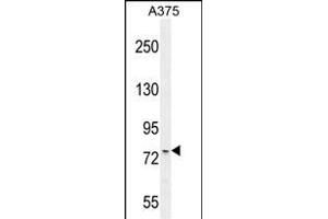 ANR44 Antibody (Center) (ABIN654733 and ABIN2844421) western blot analysis in  cell line lysates (35 μg/lane). (ANKRD44 antibody  (AA 481-510))