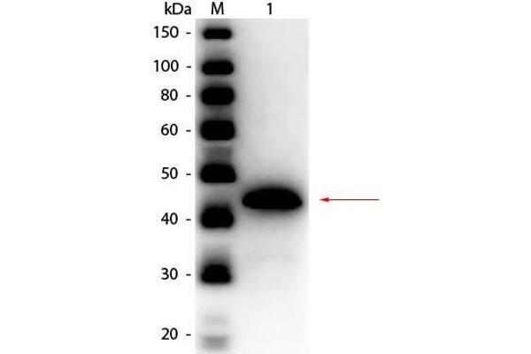 ADH1 antibody  (HRP)