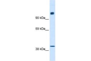 Western Blotting (WB) image for anti-Nuclear Receptor Co-Repressor 1 (NCOR1) antibody (ABIN2460482)
