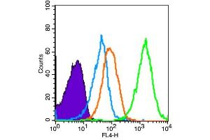 Mouse spleen cells probed with AMPK alpha-1 Polyclonal Antibody, unconjugated  at 1:100 dilution for 30 minutes compared to control cells (blue) and isotype control (orange) (PRKAA1 antibody  (AA 351-450))