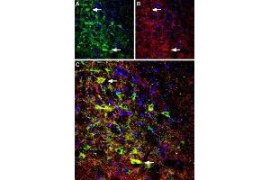Expression of NTSR1 in rat brain - Immunohistochemical staining of perfusion-fixed frozen rat brain sections using Anti-Neurotensin Receptor 1 (extracellular) Antibody (ABIN7043383, ABIN7044767 and ABIN7044768), (1:100). (NTSR1 antibody  (2nd Extracellular Loop))