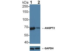 Knockout Varification: ;Lane 1: Wild-type K562 cell lysate; ;Lane 2: ANGPT2 knockout K562 cell lysate; ;Predicted MW: 51,57kDa ;Observed MW: 68kDa;Primary Ab: 1µg/ml Rabbit Anti-Human ANGPT2 Ab;Second Ab: 0. (Angiopoietin 2 antibody  (AA 24-165))