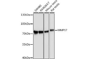 Western blot analysis of extracts of various cell lines, using MMP17 Rabbit pAb (ABIN3017219, ABIN3017220, ABIN3017221 and ABIN1680859) at 1:1000 dilution. (MMP17 antibody)