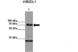 Amount and Sample Type: Lane 1:2x107 KIR3DL1 transfected NKL cells IP Antibody: KIR2DL1 Amount of IP Antibody: Primary Antibody: KIR2DL1 Primary Antibody Dilution: 1: x50Secondary Antibody: Anti-rabbit-HRP Secondary Antibody Dilution: 1:x0,000  Gene Name: KIR2DL1 Submitted by: Kerry S. (KIR2DL1 antibody  (C-Term))