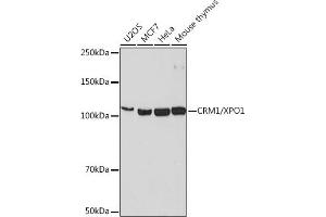 Western blot analysis of extracts of various cell lines, using CRM1/XPO1 antibody (ABIN7267067) at 1:1000 dilution. (XPO1 antibody)