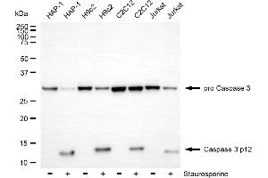Western blotting analysis using Caspase 3 p12 antibody (ABIN7797896). (Recombinant Caspase 3 p12 antibody)