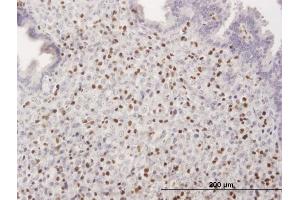 Immunoperoxidase of purified MaxPab antibody to RUNX3 on formalin-fixed paraffin-embedded human endometrium. (RUNX3 antibody  (AA 1-429))