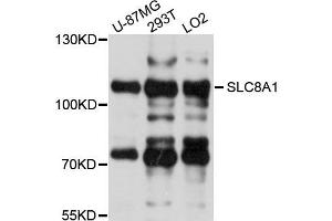 Western blot analysis of extracts of various cells, using SLC8A1 antibody. (SLC8A1 antibody)