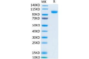 Biotinylated Human Her3/ErbB3 on Tris-Bis PAGE under reduced condition. (ERBB3 Protein (His-Avi Tag,Biotin))
