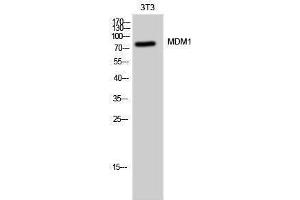 Western Blotting (WB) image for anti-Mdm1 Nuclear Protein (MDM1) (C-Term) antibody (ABIN3185500) (MDM1 antibody  (C-Term))