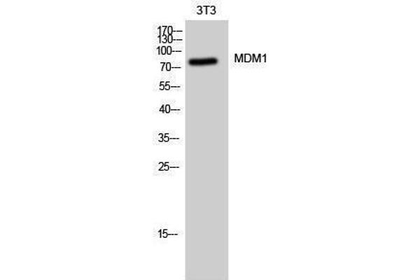 MDM1 抗体  (C-Term)