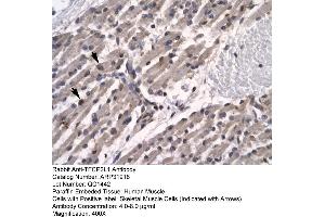HumanMuscle (TFCP2L1 antibody  (N-Term))