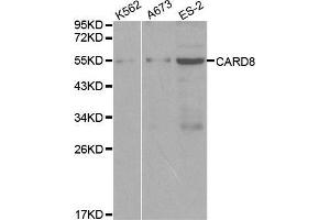 Western blot analysis of extracts of various cell lines, using CARD8 antibody. (CARD8 antibody  (AA 1-200))