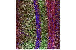 Confocal immunofluorescent analysis of SYP Antibody (C-term) with mouse brain tissue followed by Alexa Fluor 488-conjugated goat anti-rabbit lgG (green). (Synaptophysin antibody  (C-Term))