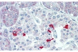 Detection of TSHb in Human Pancreas Tissue using Polyclonal Antibody to Thyroid Stimulating Hormone Beta (TSHb) (TSHB antibody  (AA 21-138))