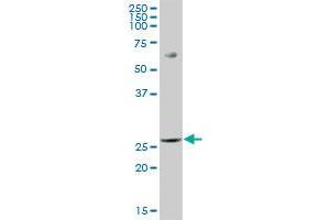 PGLS MaxPab polyclonal antibody. (PGLS antibody  (AA 1-258))