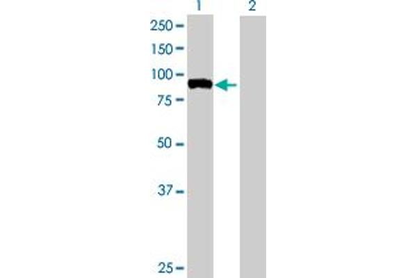 FBXO40 antibody  (AA 1-709)