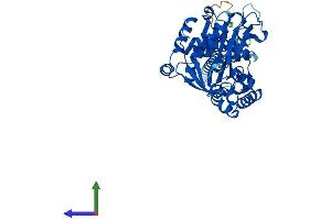AlphaFold protein structure predicition of Human Recombinant ENTPD1 Protein, UniprotID P49961 (CD39 Protein (AA 1-510) (His tag))