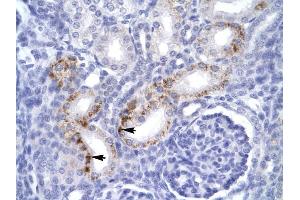 Human kidney (FADD antibody  (C-Term))