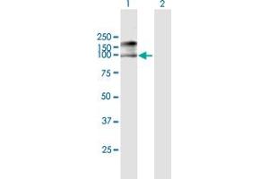 Western Blot analysis of MCM7 expression in transfected 293T cell line by MCM7 MaxPab polyclonal antibody. (MCM7 antibody  (AA 1-719))
