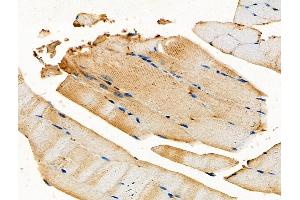 ABIN6258103 and ABIN6275535 at 1/100 staining Mouse muscle tissue by IHC-P. (PLK3 antibody  (Internal Region))