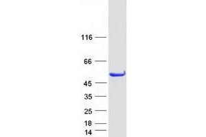 Validation with Western Blot (STAMBP Protein (Transcript Variant 1) (Myc-DYKDDDDK Tag))