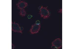 Immunofluorescence (IF) image for anti-CD247 Molecule (CD247) (Tyr72) antibody (ABIN2749060)