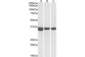 Staining of NIH3T3 (A), Mouse Testis (B) and Rat Testis (C) lysates using using PCNA antibody at 0. (PCNA antibody  (Internal Region))