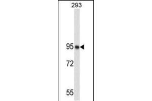 Western blot analysis of NUCL Antibody (ABIN658982 and ABIN2838031) in 293 cell line lysates (35 μg/lane). (Nucleolin antibody)