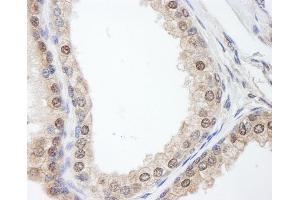 Immunohistochemistry (IHC) image for anti-FK506 Binding Protein 4, 59kDa (FKBP4) (AA 1-50) antibody (ABIN7454535)