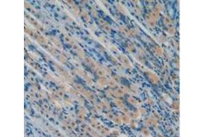 IHC-P analysis of Mouse Stomach Tissue, with DAB staining. (Osteocalcin antibody  (AA 14-95))