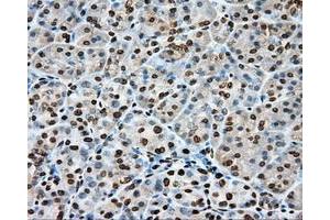 Immunohistochemical staining of paraffin-embedded Kidney tissue using anti-CYP1A2 mouse monoclonal antibody. (CYP1A2 antibody)
