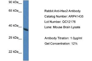Western Blotting (WB) image for anti-Hydroxyacid Oxidase 2 (HAO2) (Middle Region) antibody (ABIN2776811) (Hydroxyacid Oxidase 2 (HAO2) (Middle Region) antibody)