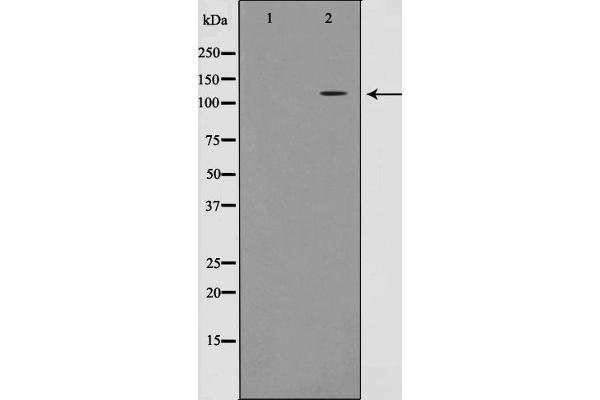 MLK4 antibody