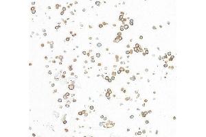 Immunocytochemistry (ICC) image for anti-CD86 (CD86) (AA 24-245) antibody (ABIN7795646)