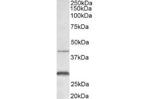ABIN5539817 (0. (CXCR2 antibody  (N-Term))